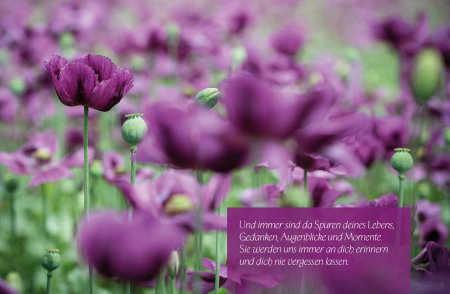 Sujet 14: Mohnblumen violett
