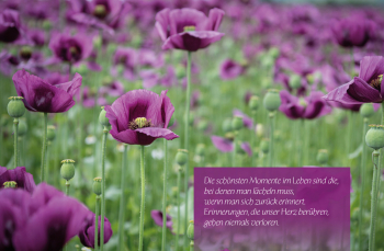 Sujet 15: Mohnblumen violett
