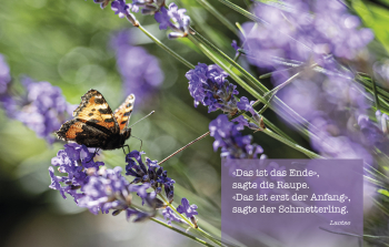 Sujet 05: Lavendel