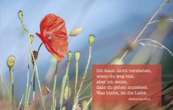 Sujet 01: Mohnblume
